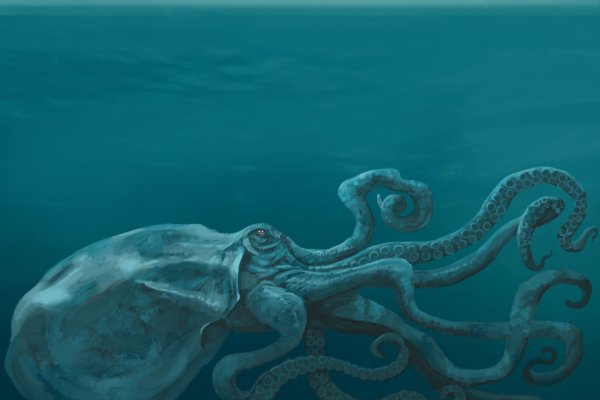 Kraken зеркало тор